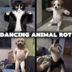 Dancing Animal Rot logo