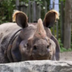 CINCO DE RHINO logo