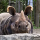 CINCO DE RHINO logo