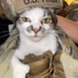 Military Cat logo