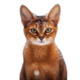 GINGER logo