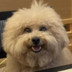Geekmax Dog logo