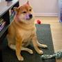 Chonk