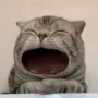 maow