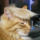 Trumpcat logo