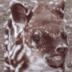 the laser tapir logo