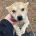 Karate the rescued shiba logo