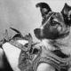 LAIKA logo