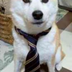 Company Meme Dog logo
