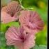 Anus Flowers logo