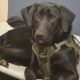 New Police Comforting Dog logo