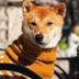 NEW MARMARA DOG logo