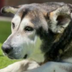 pet of the day logo