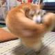Doge Tornado logo