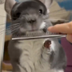 Chinchilla The Mouse  logo