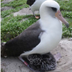 Oldest Wild Bird logo