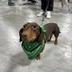 NEW WEINER DOG RACE CHAMP logo