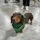 NEW WEINER DOG RACE CHAMP logo