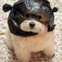 bandit