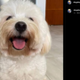 Sam Altman's Dog logo