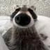 Louie the Raccoon logo