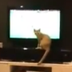 FIRST CAT NAMED GOONER (2011) logo