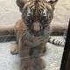 TULSA ZOO NEW BABY TIGER logo