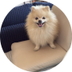 LouieToken logo