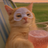 chillcat