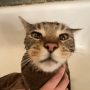 peanut
