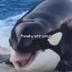 Freaky Ahh Orca logo