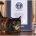 WORLD'S SHORTEST CAT logo