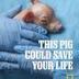 This Pig Could Save Your Life logo