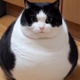 Plump Cat logo