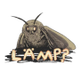MOTH logo