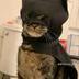 Bat cat logo