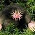 The Star Nosed Mole logo