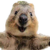 SelfieSteve logo