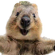 SelfieSteve logo