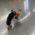 Dog Wif Cart logo