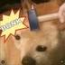 BOOP THE SNOOT logo