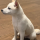 Mishka the Tile Doge logo