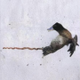 Duck Penis logo