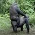 Gorilla Jockey logo