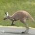 Runaway Kangaroo logo