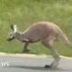 Runaway Kangaroo logo