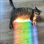 NYAN