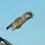 FLYCOON