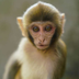 First ever rhesus monkey cloned  logo
