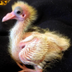 2ND CLONED DOD BIRD logo